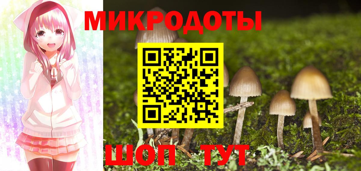 Галлюциногенные грибы Psilocybe Северск